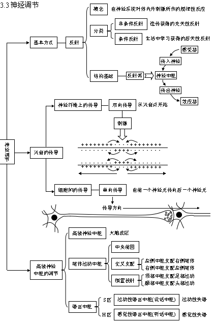 神经调节