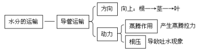 水分的运输方向