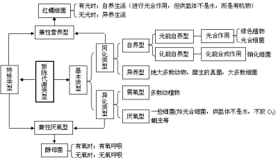 细菌的特殊类型