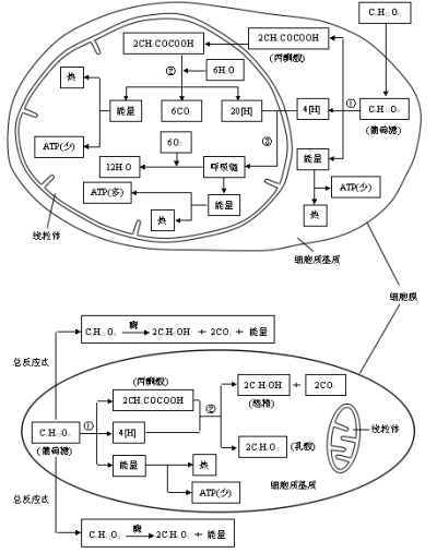 细胞内的反应