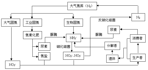 氮的循环