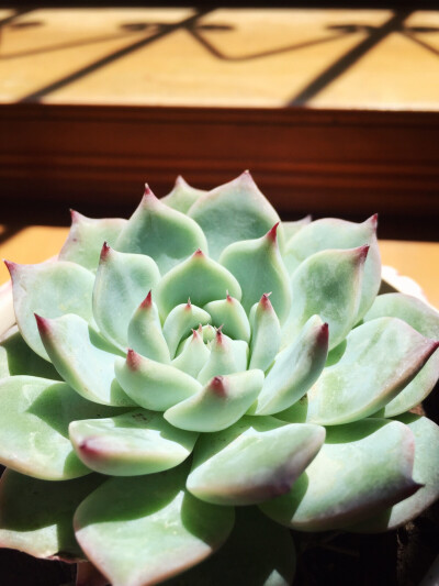 请坚持你的姿态绽放。