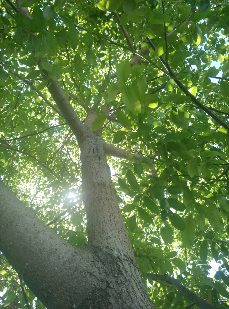 初夏正午的核桃树