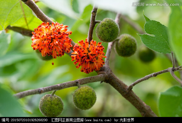 构树，落叶乔木，花期4-5月，果期6-7月。