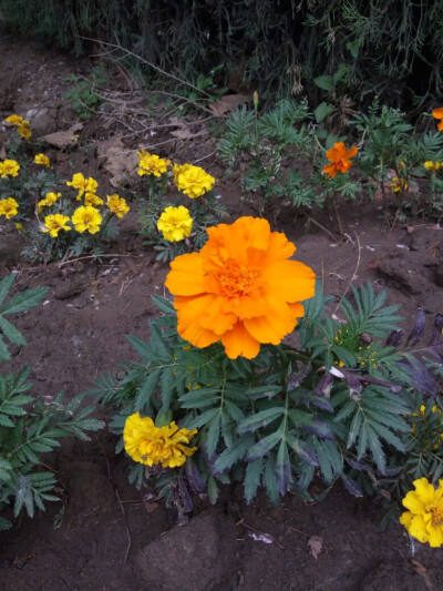 孔雀草，花期7-9月。