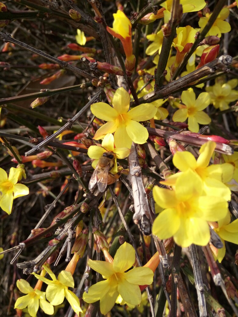 迎春花，五到六个花瓣，花期2-4月。