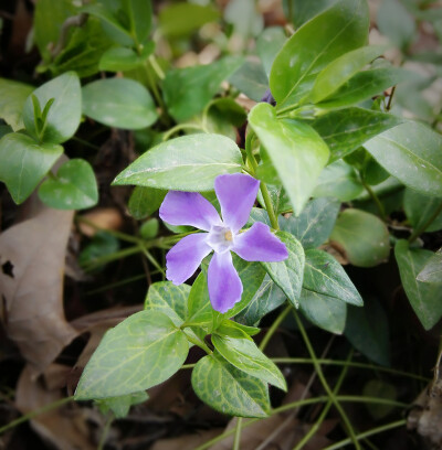 漫长春花