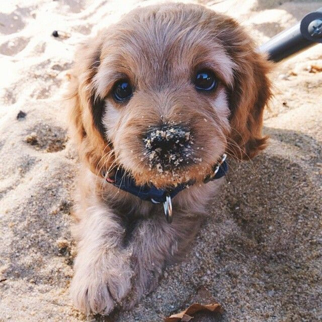 这只金色的查尔斯王小猎犬和贵宾犬的混血小萌宠，凭借它那软绵绵的耳朵和大黑眼睛在社交网络上引起众多关注。不管是洗泡泡浴，坐在自行车筐里出行，还是和主人来个击掌或者庆祝新年，这个毛茸茸的家伙都萌态十足。