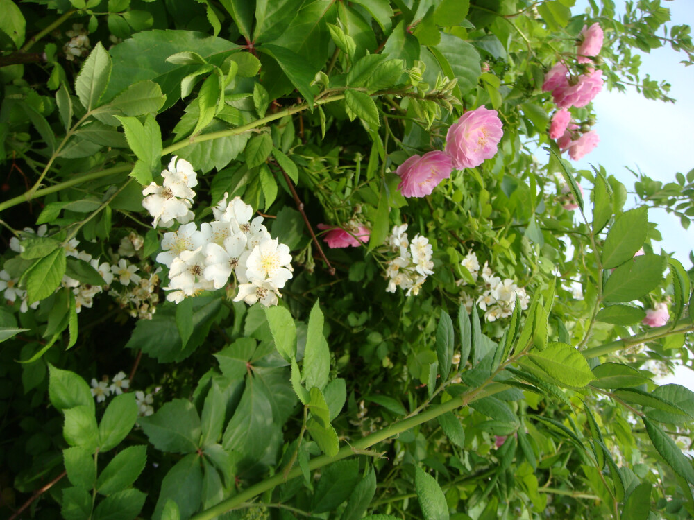 蔷薇花 玫瑰花 