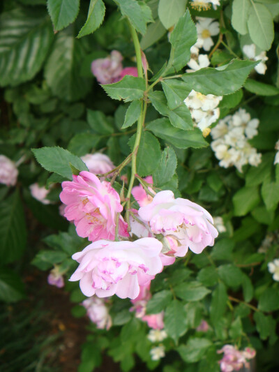 疯狂小爱~ 蔷薇花 五月花开 