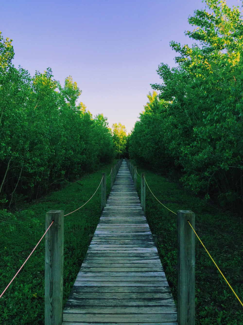 春末的風景，總是有股倔強有蓬勃的生命力在作祟