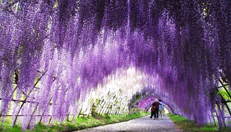 日本福冈县—紫藤隧道