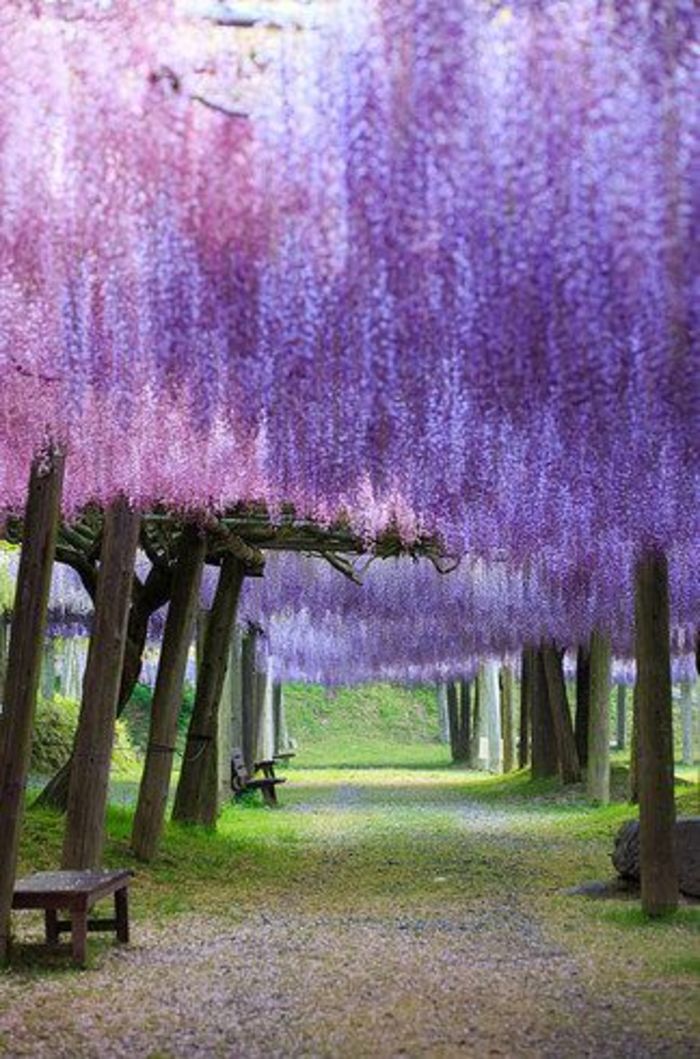 日本福冈县—紫藤隧道