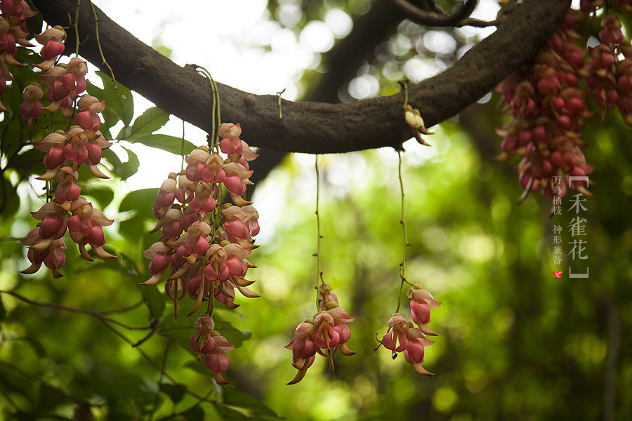 禾雀花