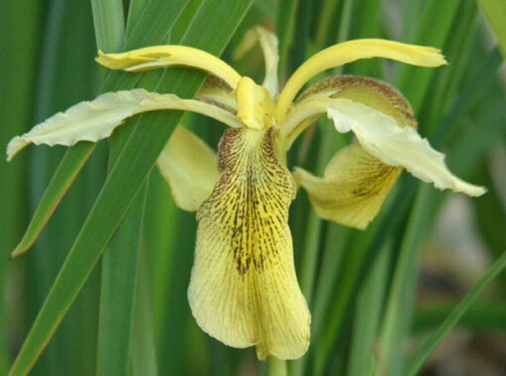 黃花鳶尾(學名:iris wilsonii c. h.