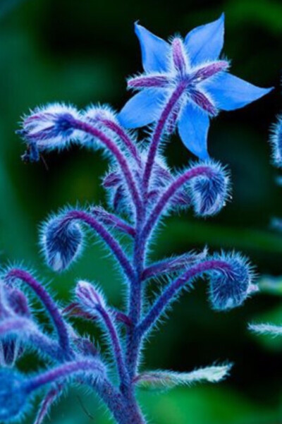 琉璃苣Borago officinalis：紫草科琉璃苣属，是欧洲有七百年历史的药草，原产叙利亚。文艺复兴时常用它装饰圣母玛利亚的外袍，视为勇气之泉。传说手捧一朵琉璃苣，默念爱人的名字，然后放开任它落入水中，花朵随波逐…