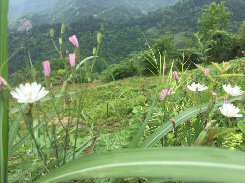 一抹雏花。