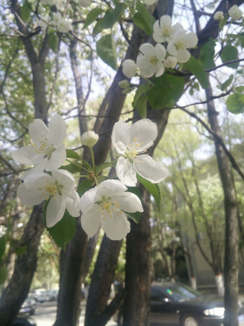 西府海棠