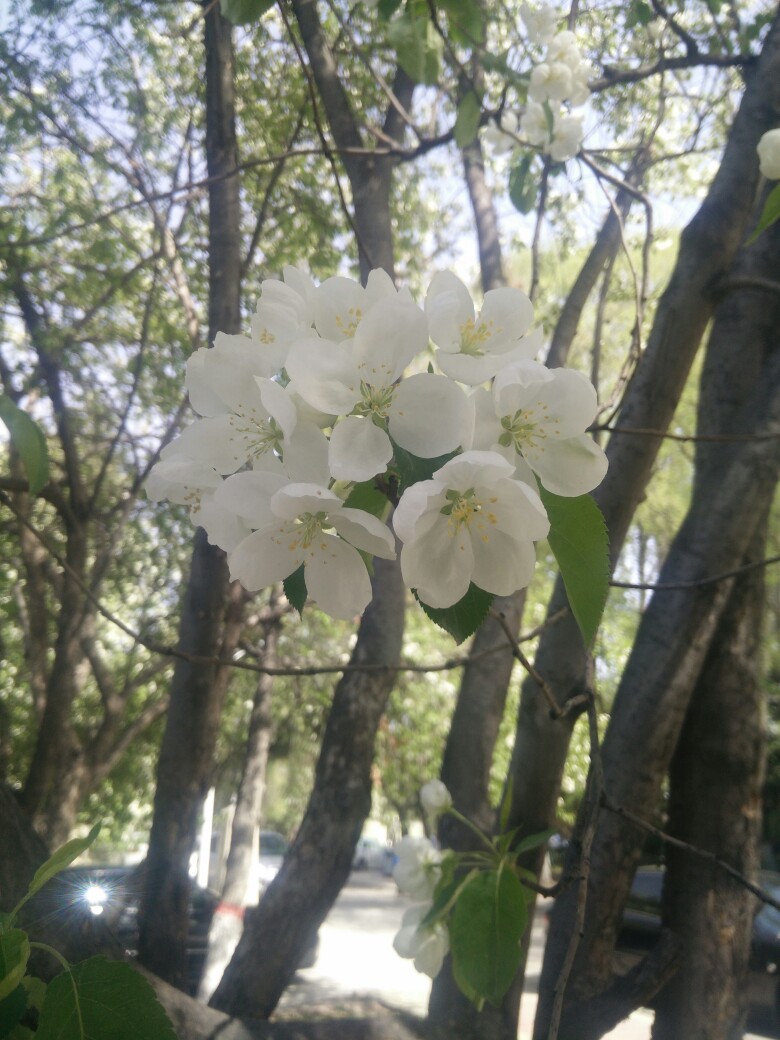 西府海棠