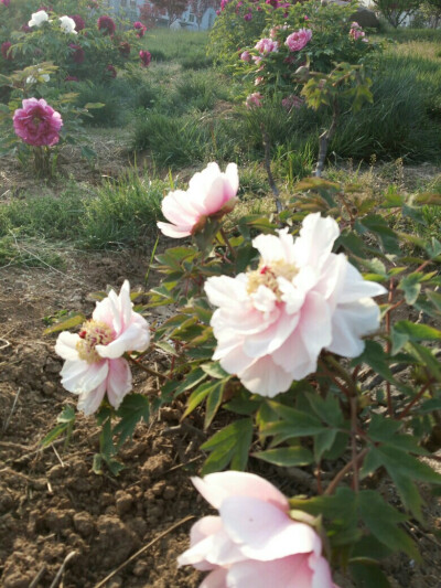 花丛中的一些花，不加修饰的自然美。