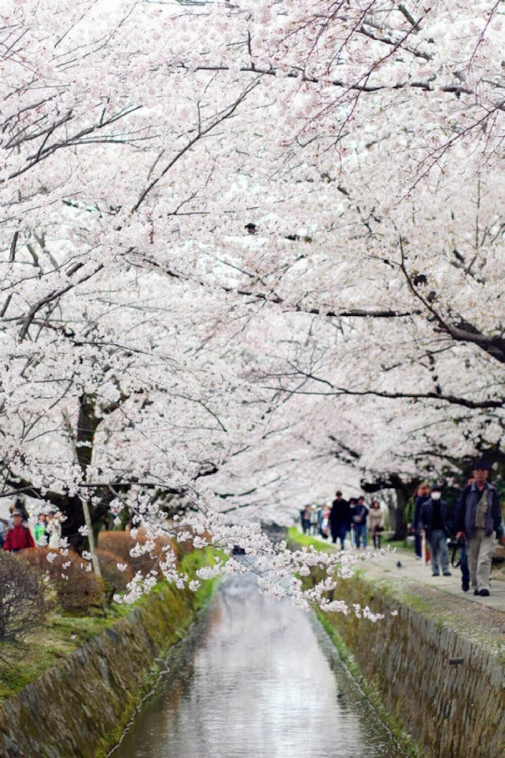 Tetusugaku-no-Michi, Kyoto, Japan。日本京都“哲学之路“（哲学の道），是日本城市京都左京区一条2公里长的溪边小道，沿途种植樱花树。这条路的名称来源于京都大学哲学教授西田几多郎每日在此冥想。1972年正式命名。哲学之道经过好几座寺庙和神社，例如慈照寺、法然院、永観堂禅林寺、南禅寺、熊野若王子神社。