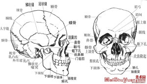 头骨  人