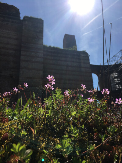 Trier，1700年历史的古城，在古罗马浴场里，长了自然而茂密的植物