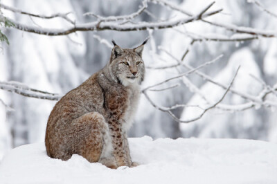 Lynx美洲山猫