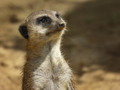 meerkat closeup 海岛猫鼬