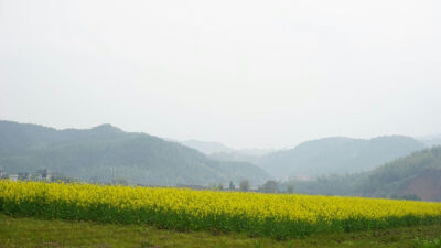 油菜花开满田