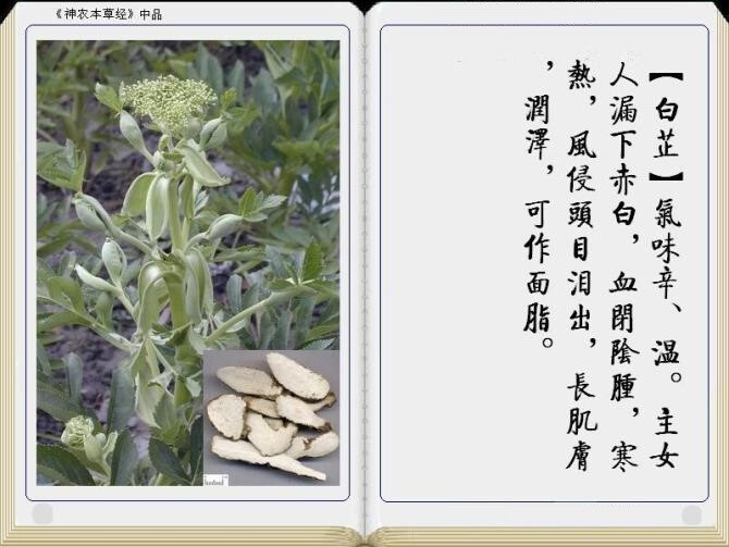 中草药 白芷