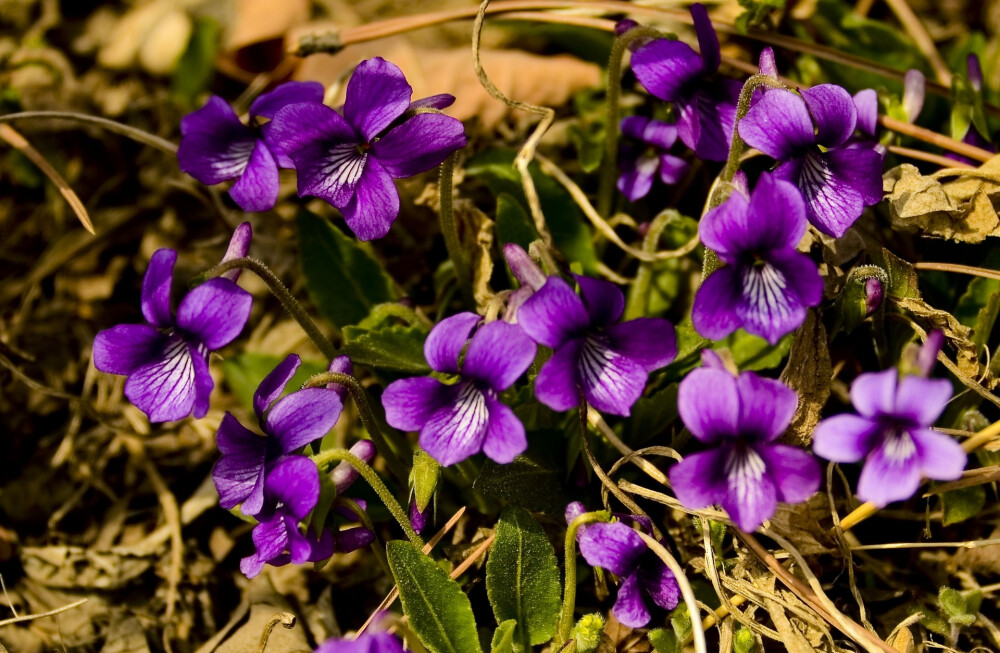 紫花地丁（学名：Viola philippica），别名野堇菜、光瓣堇菜等。多年生草本，属侧膜胎座目，堇菜科多年生草本，无地上茎，高4~14cm，叶片下部呈三角状卵形或狭卵形，上部者较长，呈长圆形、狭卵状披针形或长圆状卵形，花中等大，紫堇色或淡紫色，稀呈白色，喉部色较淡并带有紫色条纹；蒴果长圆形，长5~12mm，种子卵球形，长1.8mm，淡黄色。花果期4月中下旬至9月。[1]
味苦、辛、寒。归心、肺经。具有清热解毒，凉血消肿，清热利湿的作用，主治疔疮，痈肿，瘰疬，黄疸，痢疾，腹泻，目赤，喉痹，毒蛇咬伤。