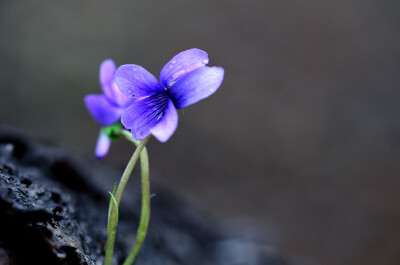 紫花地丁（学名：Viola philippica），别名野堇菜、光瓣堇菜等。多年生草本，属侧膜胎座目，堇菜科多年生草本，无地上茎，高4~14cm，叶片下部呈三角状卵形或狭卵形，上部者较长，呈长圆形、狭卵状披针形或长圆状卵形…