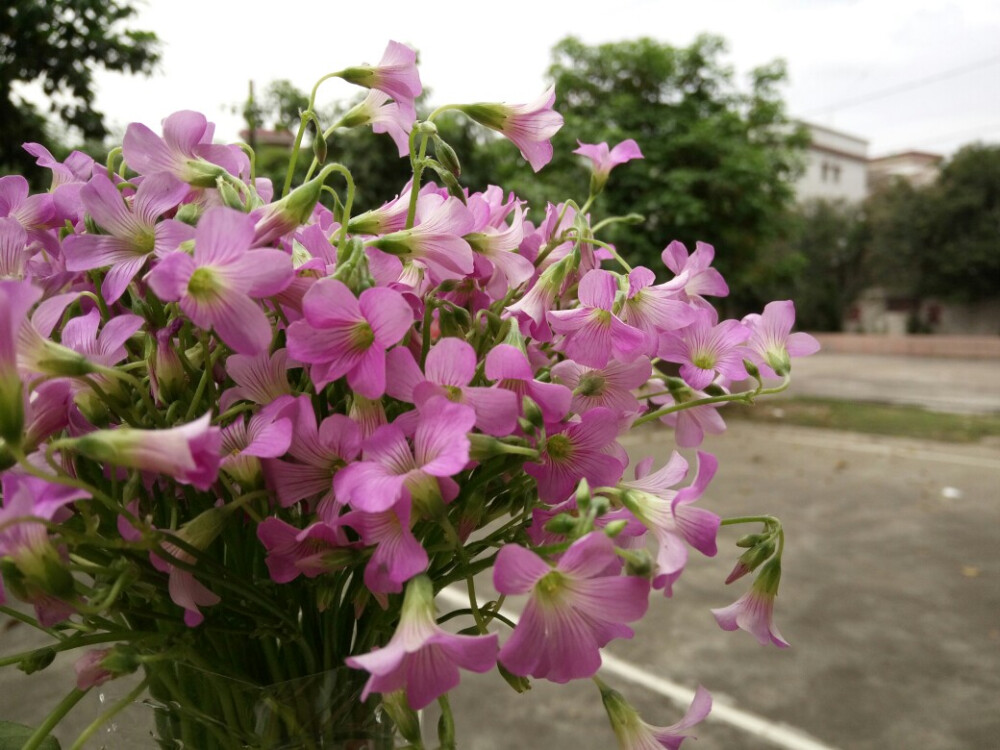 醡酱花