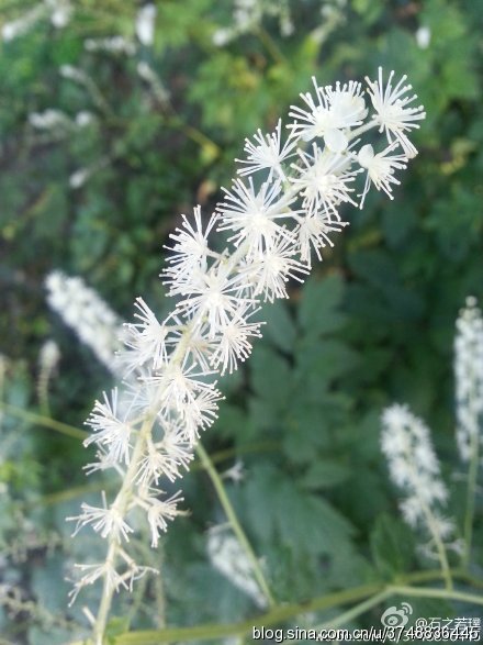 【石之若璞-花事-觅花影】—“神马”花—升麻~
中文学名：兴安升麻 ~
拉丁学名： Cimicifuga dahurica (Turcz.) Maxim.~
毛茛目 Ranunculales-毛茛亚目 Ranunculineae-毛茛科 Ranunculaceae-升麻属 Cimicifuga-兴安升麻 Cimicifuga dahurica~