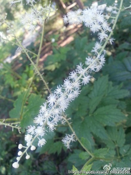 【石之若璞-花事-觅花影】—“神马”花—升麻~
中文学名：兴安升麻 ~
拉丁学名： Cimicifuga dahurica (Turcz.) Maxim.~
毛茛目 Ranunculales-毛茛亚目 Ranunculineae-毛茛科 Ranunculaceae-升麻属 Cimicifuga-兴安升麻 Cimicifuga dahurica~