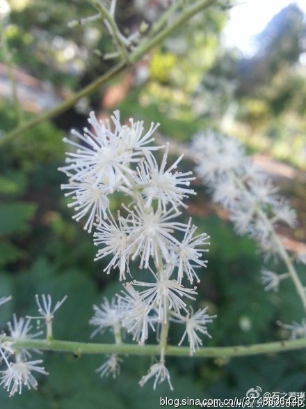 【石之若璞-花事-觅花影】—“神马”花—升麻~
中文学名：兴安升麻 ~
拉丁学名： Cimicifuga dahurica (Turcz.) Maxim.~
毛茛目 Ranunculales-毛茛亚目 Ranunculineae-毛茛科 Ranunculaceae-升麻属 Cimicifuga-兴安升麻 Cimicifuga dahurica~