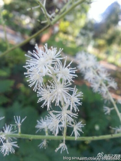 【石之若璞-花事-觅花影】—“神马”花—升麻~
中文学名：兴安升麻 ~
拉丁学名： Cimicifuga dahurica (Turcz.) Maxim.~
毛茛目 Ranunculales-毛茛亚目 Ranunculineae-毛茛科 Ranunculaceae-升麻属 Cimicifuga-兴安…