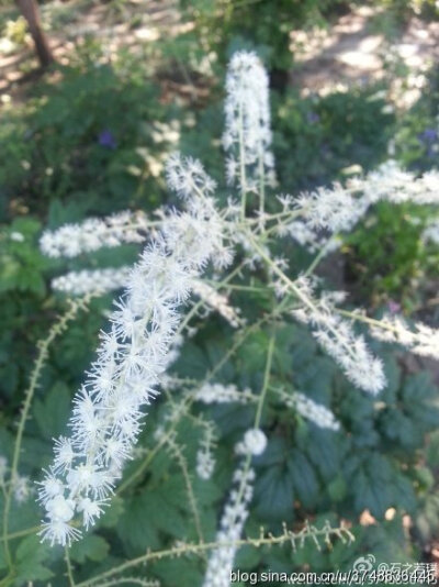 【石之若璞-花事-觅花影】—“神马”花—升麻~
中文学名：兴安升麻 ~
拉丁学名： Cimicifuga dahurica (Turcz.) Maxim.~
毛茛目 Ranunculales-毛茛亚目 Ranunculineae-毛茛科 Ranunculaceae-升麻属 Cimicifuga-兴安…