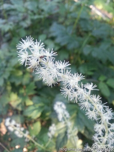 【石之若璞-花事-觅花影】—“神马”花—升麻~
中文学名：兴安升麻 ~
拉丁学名： Cimicifuga dahurica (Turcz.) Maxim.~
毛茛目 Ranunculales-毛茛亚目 Ranunculineae-毛茛科 Ranunculaceae-升麻属 Cimicifuga-兴安…