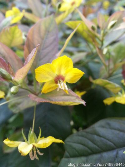 【石之若璞-花事-觅花影】—黄花紫叶的小家碧玉—缘毛过路黄~
中文名（Chinese Name）：缘毛过路黄~
学名（Scientific Name）：Lysimachia ciliata L.~
异名（Synonym）：Steironema pumilum Greene Steironema cil…