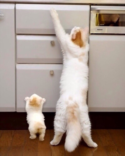 那些温暖人心的动物母子，自然界母爱的伟大✨