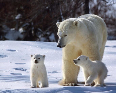 那些温暖人心的动物母子，自然界母爱的伟大✨