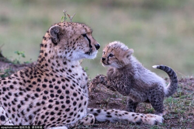 那些温暖人心的动物母子，自然界母爱的伟大✨