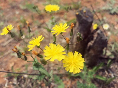 梦中的以色列，春暖花开。