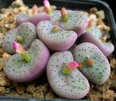 Conophytum obcordellum ssp. obcordellum v. obcordellum