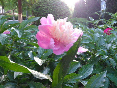 芍药 毛茛科 花像牡丹 较小 花期较较牡丹晚