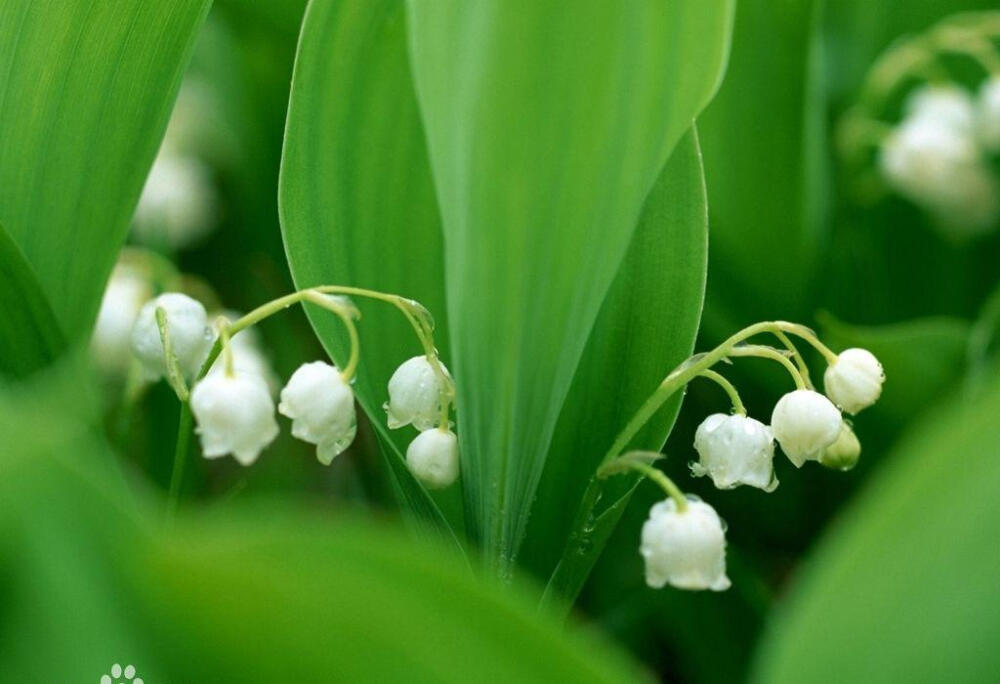 铃兰（学名：Convallaria majalis Linn.）：又名君影草、山谷百合，风铃草，是铃兰属中唯一的种。味甜，有毒。铃兰多年生草本。植株矮小，全株无毛，地下有多分枝而匍匐平展的根状茎。具光泽。呈鞘状互相抱着，基部有数枚鞘状的膜质鳞片。叶椭圆形或卵状披针形，花钟状，下垂，总状花序，苞片披针形，膜质，花柱比花被短。入秋结圆球形暗红色浆果，有毒，内有椭圆形种子，扁平。花果期5～7月。
铃兰原产北半球温带，欧、亚及北美洲和中国的东北、华北地区海拔850～2500米处均有野生分布。
铃兰落花在风中飞舞的样子就像下雪一样，因此铃兰的草原也被人们称为“银白色的天堂”。
中文学名
铃兰
拉丁学名
Convallaria majalis Linn.
别称
草玉玲、君影草、香水花、鹿铃、小芦铃、草寸香、糜子菜、芦藜花
界
植物界
门
被子植物门
纲
单子叶植物纲
目
百合目
亚目
百合亚目
科
百合科
族
铃兰族
属
铃兰属
种
铃兰
命名者及年代
Linn.,1753.