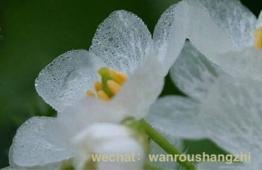 一簇微小的花！～日本本州岛北部至北海道的深山地区，有一种奇异的花儿，学名叫做山荷叶又叫做金魁莲、旱八角。春末白色的小花迎风招展，当春雨来临的时候，花瓣遇水会变得透明起来，花瓣上隐约的纹路像极了根根心弦！??