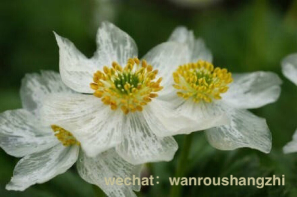 一簇微小的花！～日本本州岛北部至北海道的深山地区，有一种奇异的花儿，学名叫做山荷叶又叫做金魁莲、旱八角。春末白色的小花迎风招展，当春雨来临的时候，花瓣遇水会变得透明起来，花瓣上隐约的纹路像极了根根心弦！❤️